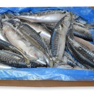 Mooijer Mackerel Whole Raw Kg