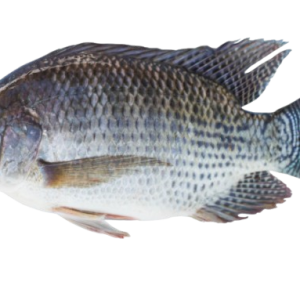 Black Tilapia Whole 300/500 Kg